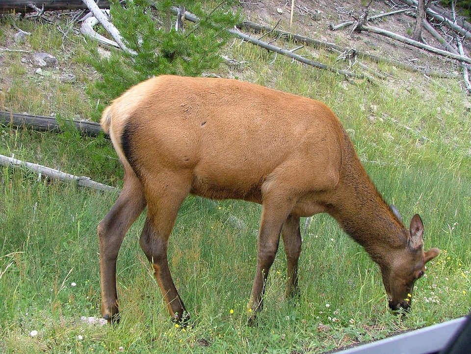 Female Elk in Yellowstone National Park, Wyoming