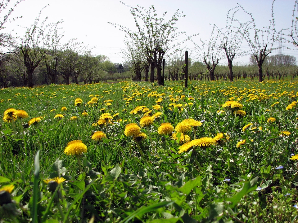 Dandelion yellow plantation