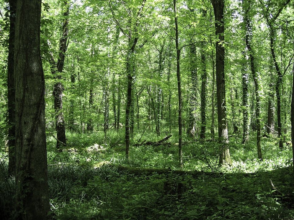 Forest at Otter Creek Outdoor Recreation Area, Kentucky