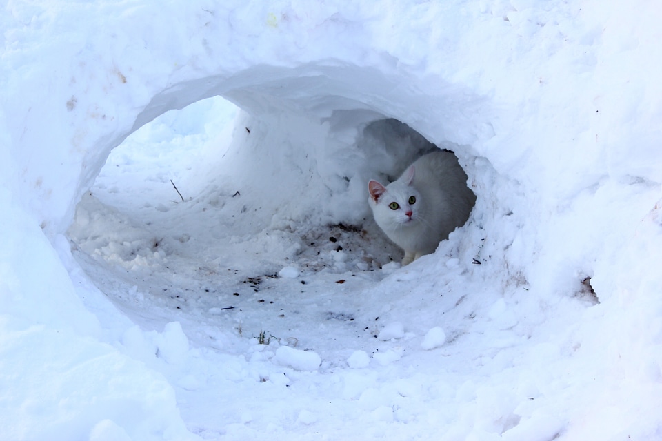 Cavity finnish pet