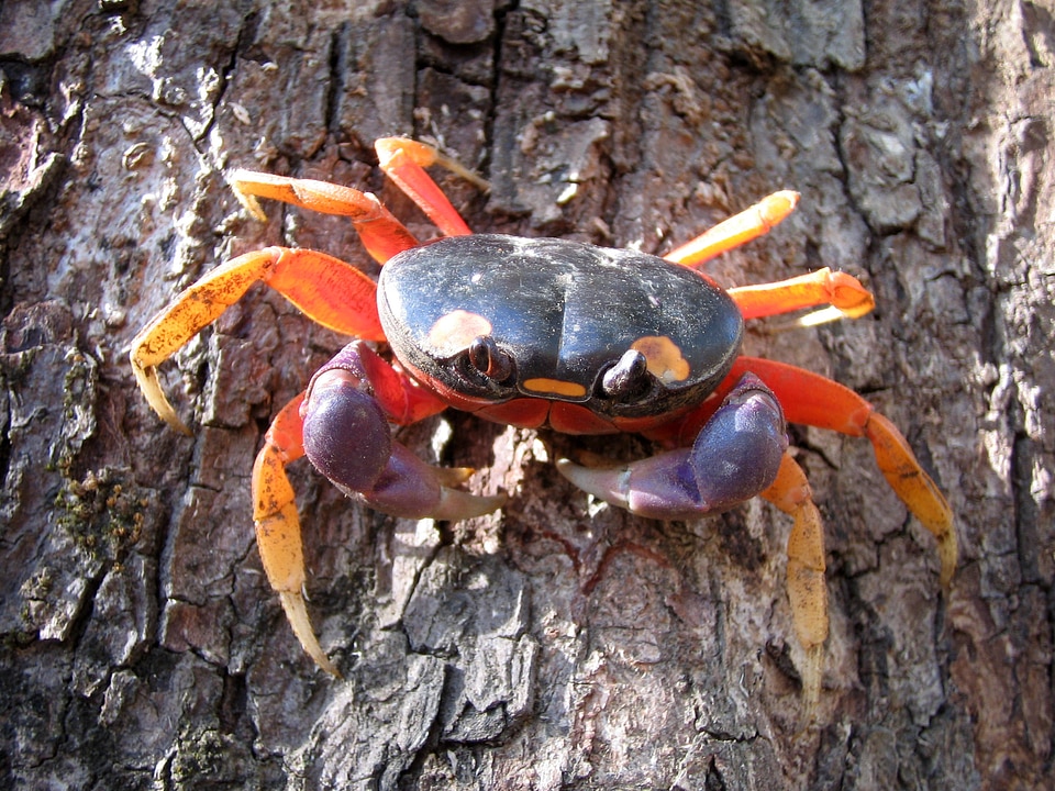 Halloween moon crab - Gecarcinus quadratus