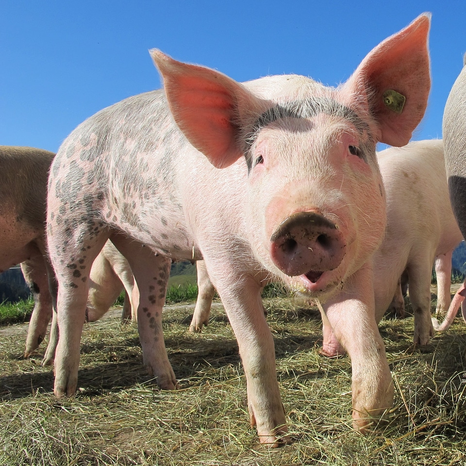 Sow happy pig animals
