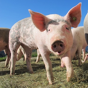 Sow happy pig animals