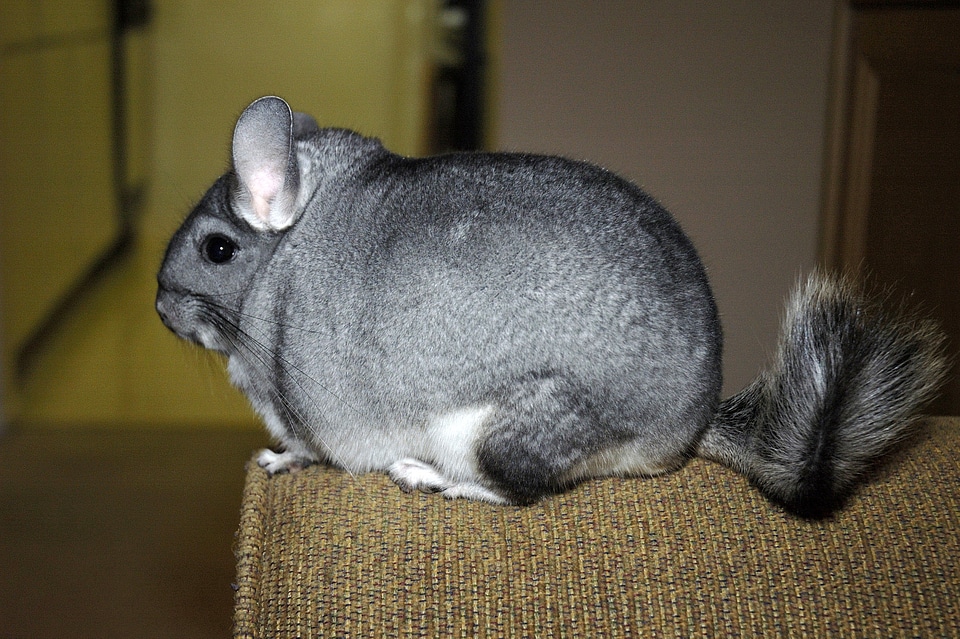 Long-tailed chinchilla sitting on Sofa -- Chinchilla lanigera