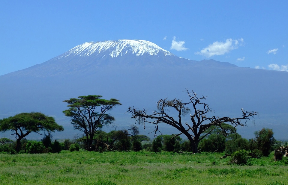 Mount Kilimanjaro landscape rising behind the trees
