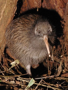 The flightless Kiwi - Apteryx mantelli - Symbol of New Zealand photo