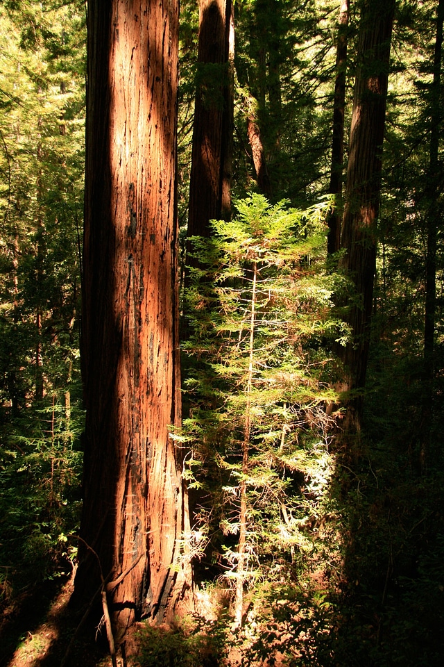 California path natural