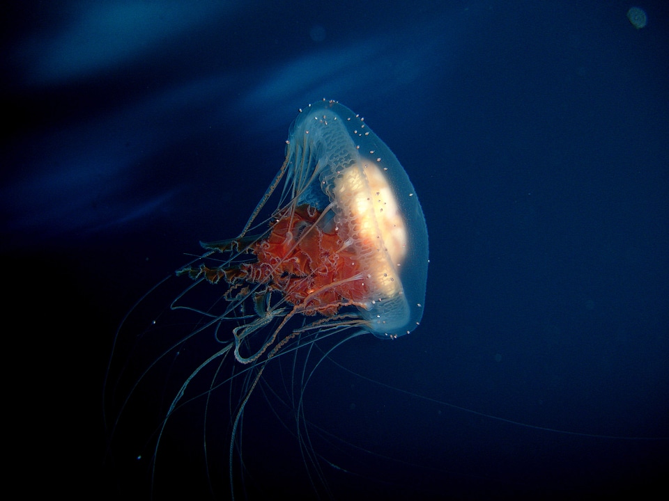 Jellyfish in antarctic waters