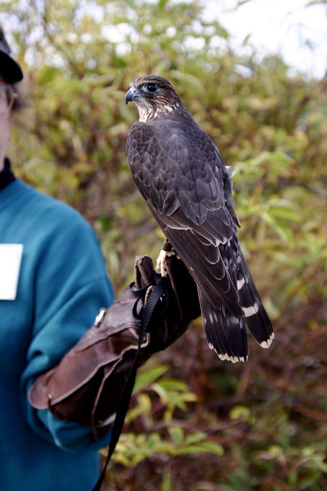 Forest Merlin - Falco columbarius