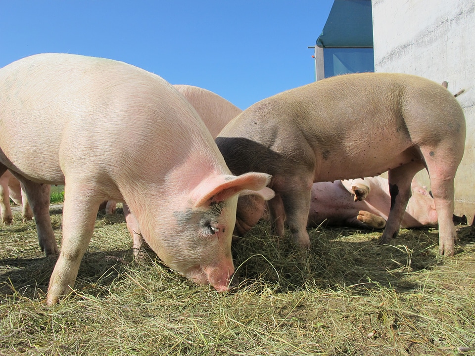Sow happy pig animals