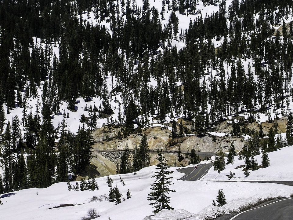 Pine tree at Sulfur Works at Lassen Volcanic National Park, California photo