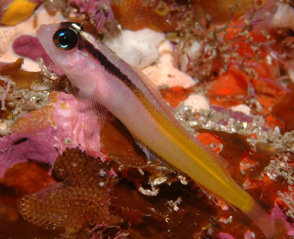 Yellow and Black Triplefin - Forsterygion flavonigrum