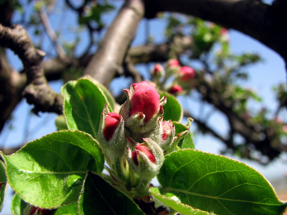 Apple blossom spring nature
