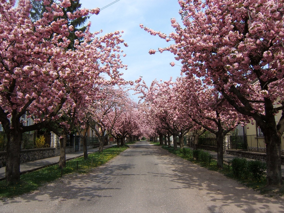 Temesvár street with pink flowers in Kaposvar, Hungary