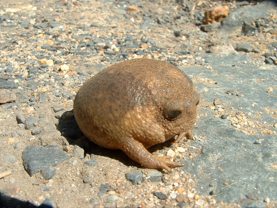 Cape rain frog on the rocks - Breviceps gibbosus