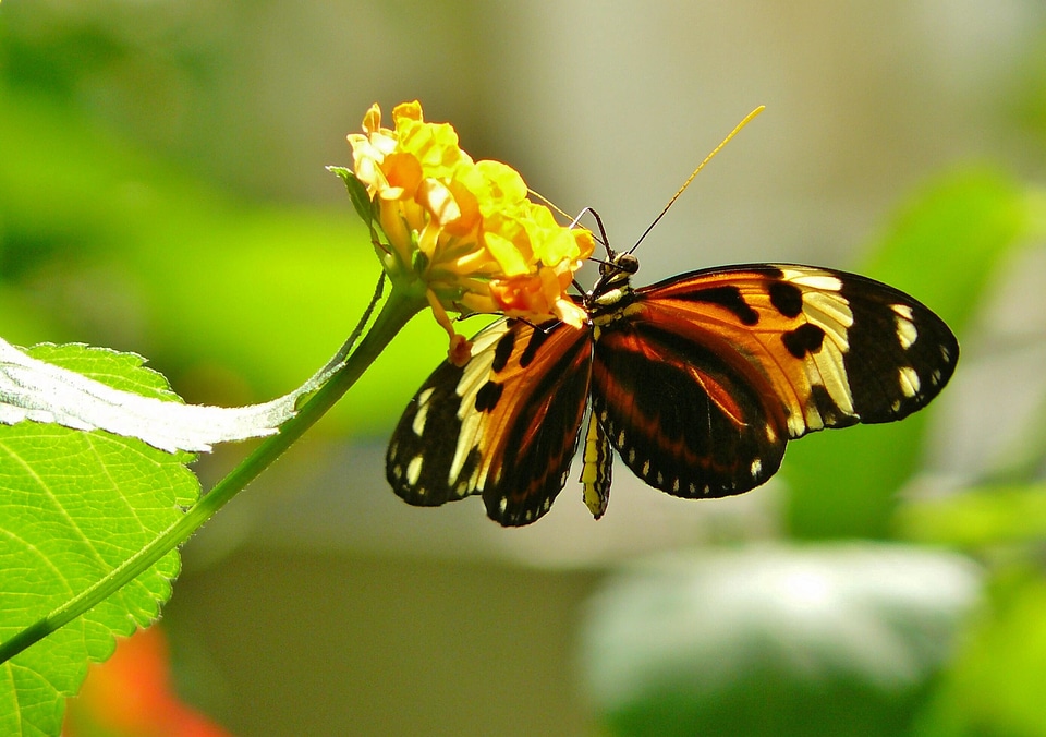 Insect animals exot
