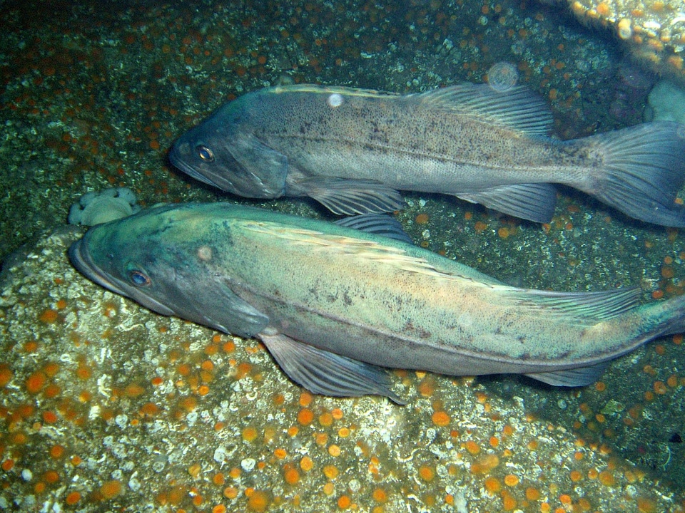 Bocaccio rockfish - Sebastes paucispinis