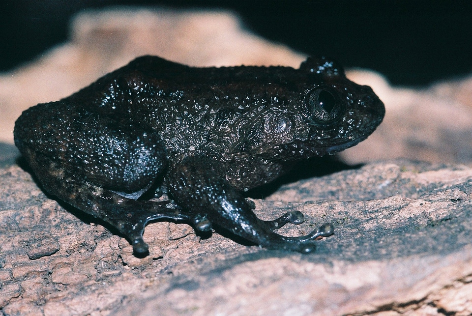Black Member of the true frog family