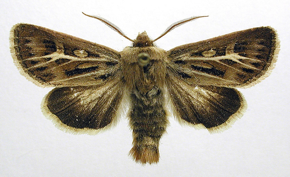 Antler Moth Adult - Cerapteryx graminis