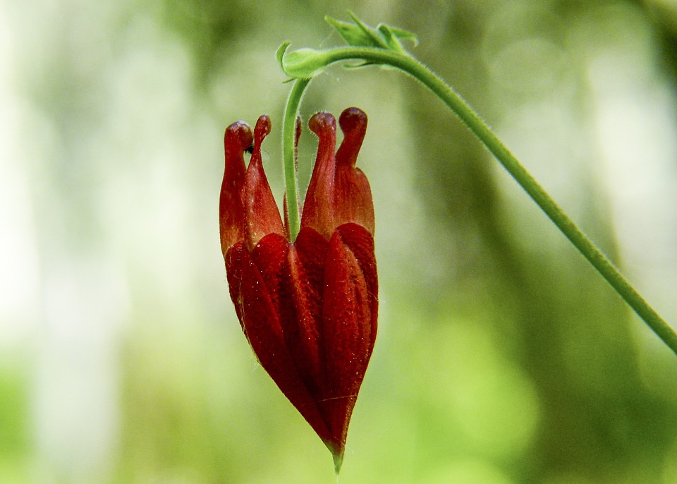 Wildflower wild plant forest