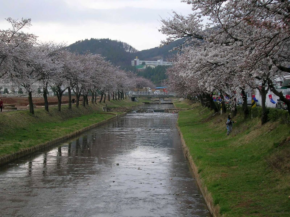 Mojeoncheon River and Trees in Mungyeong, South Korea