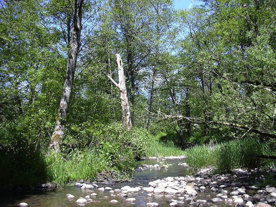Johnson Creek in Gresham, Oregon