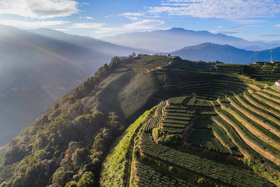 Tea Plantations on the side of the hill