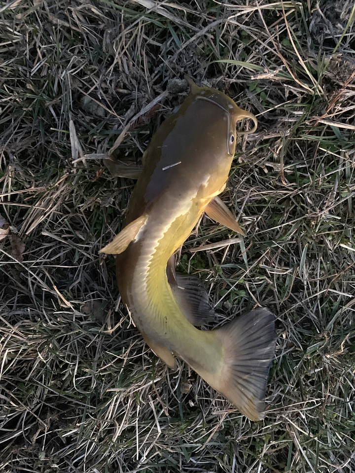 Yellow Bullhead (Ameiurus natalis) one of the lesser Gatofishes