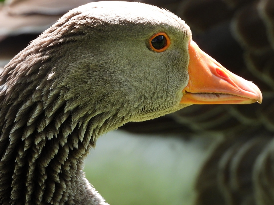 Common Goose closeup headshot