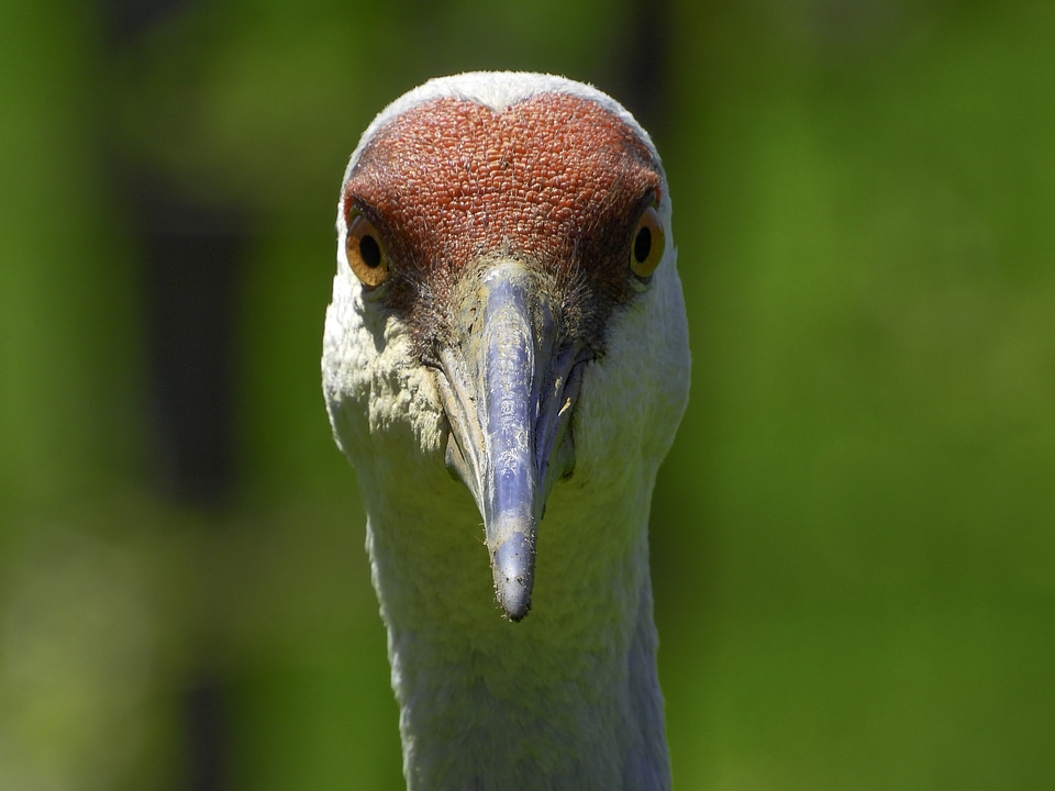 Sandhill Crane Face closeup