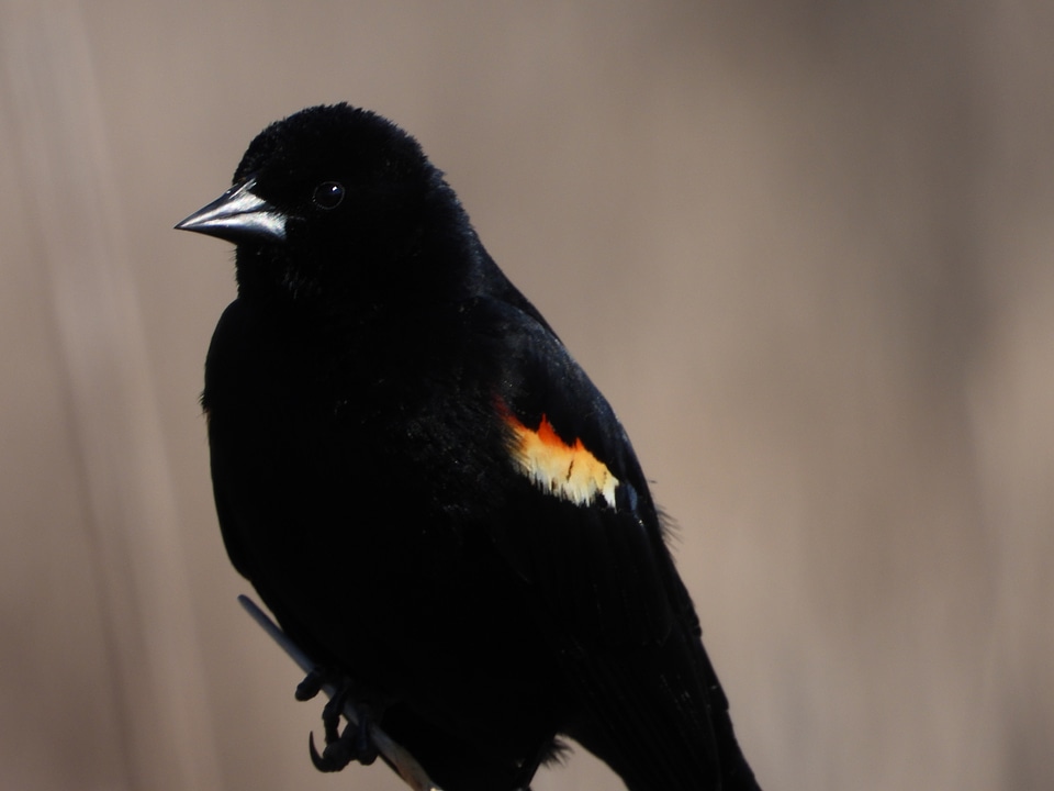 Closeup Red Winged Blackbird on reed