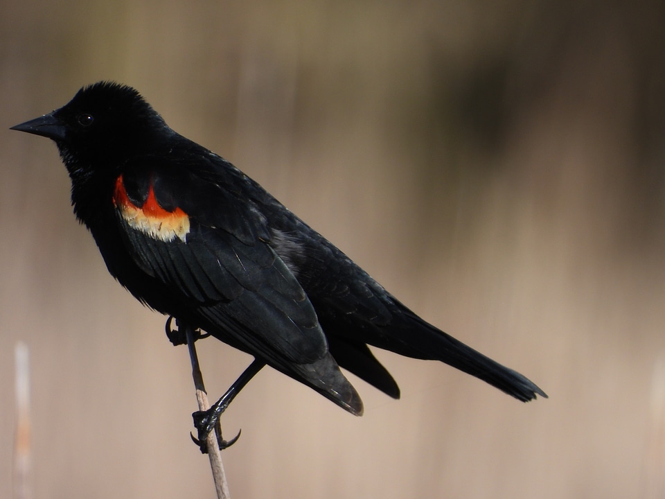 Male Redwinged Blackbird on reed