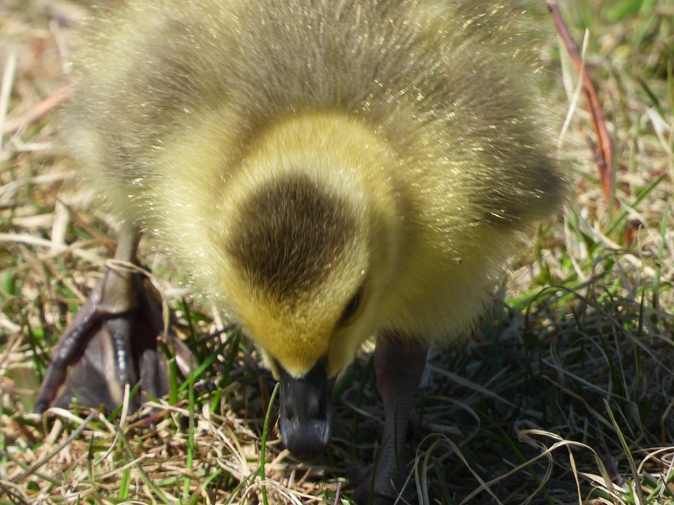 Young Gosling pecking at the ground