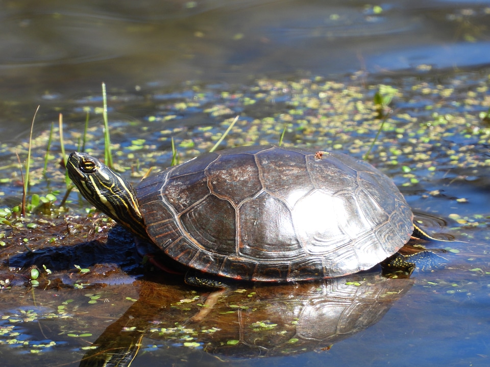 Close  Up of turtle