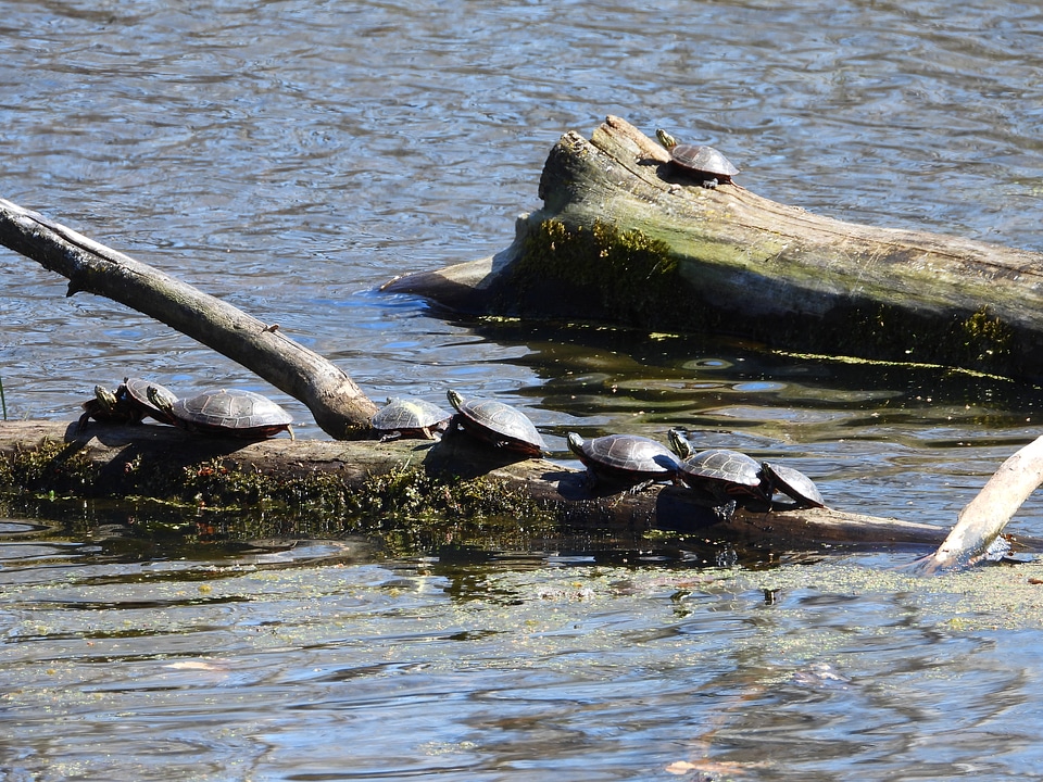 Several turtles sitting on a log in Camrock County Park