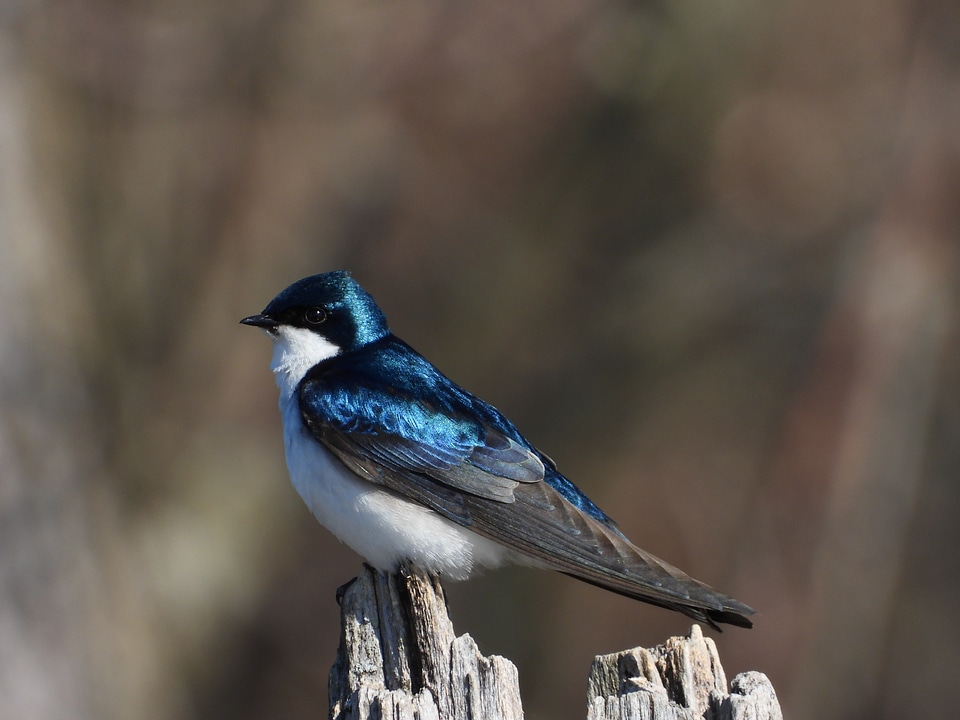 Tree Swallow on stump
