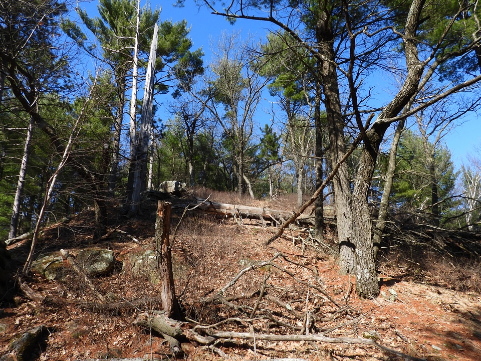 Fallen Trees on the hiking trail