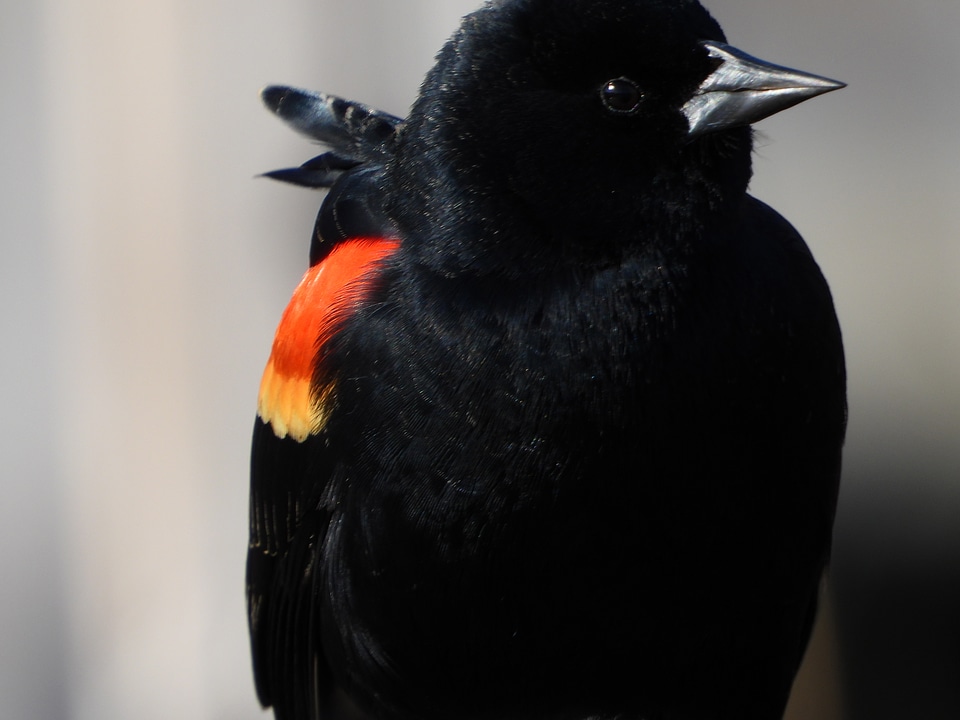 Red-wing blackbird closeup