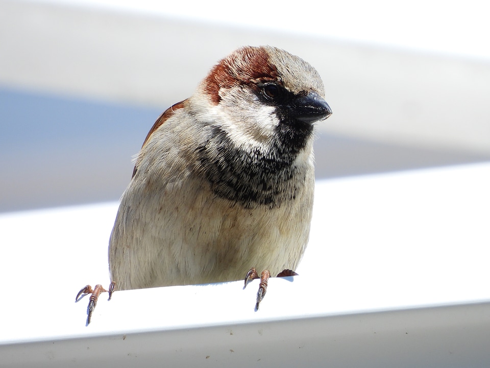 House Sparrow on roof