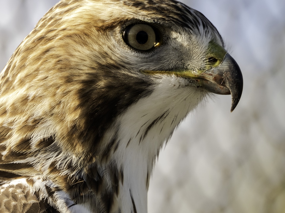 Red-tailed hawk headshot close-up