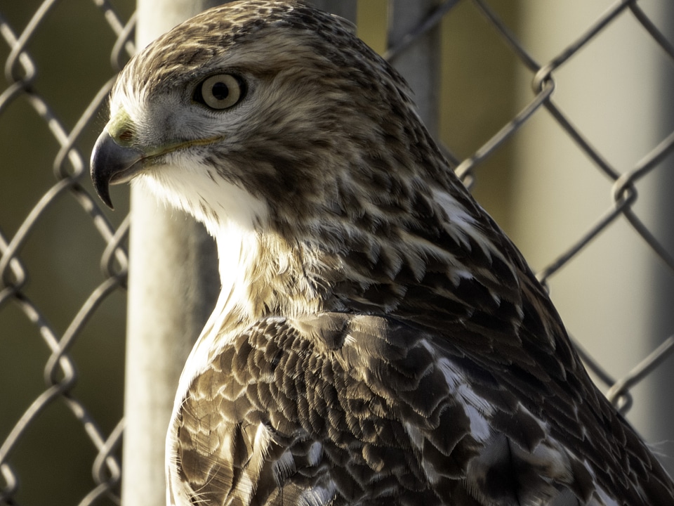 Red tailed hawk by tennis fence
