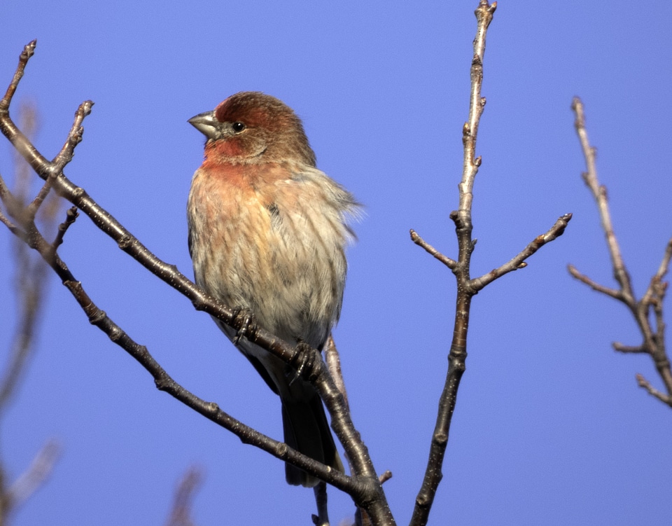 House Finch Male on branch