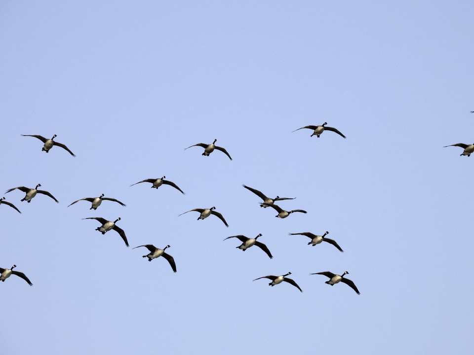 Flock of flying Geese