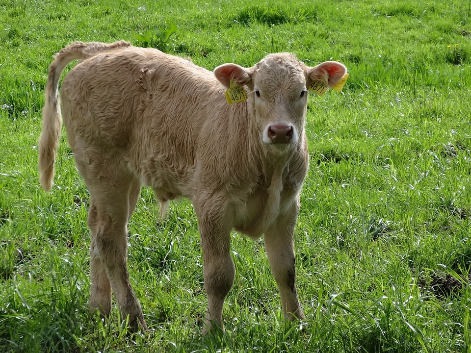 Animals nature animal