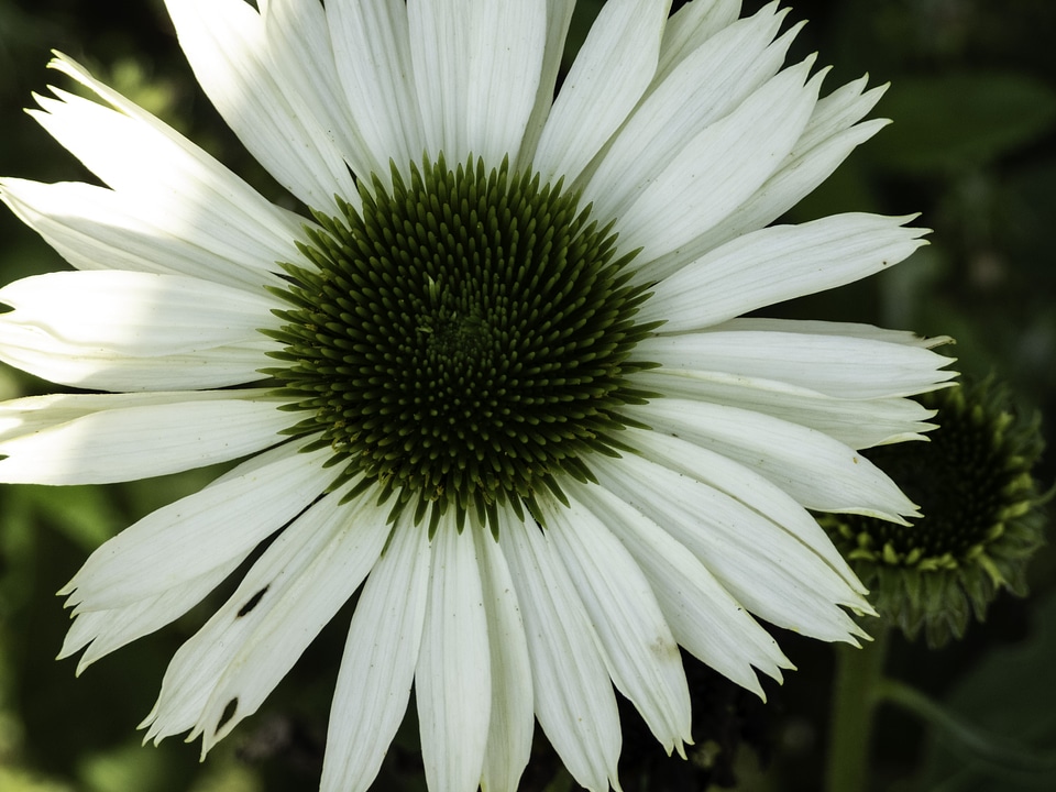 White Flower with green core