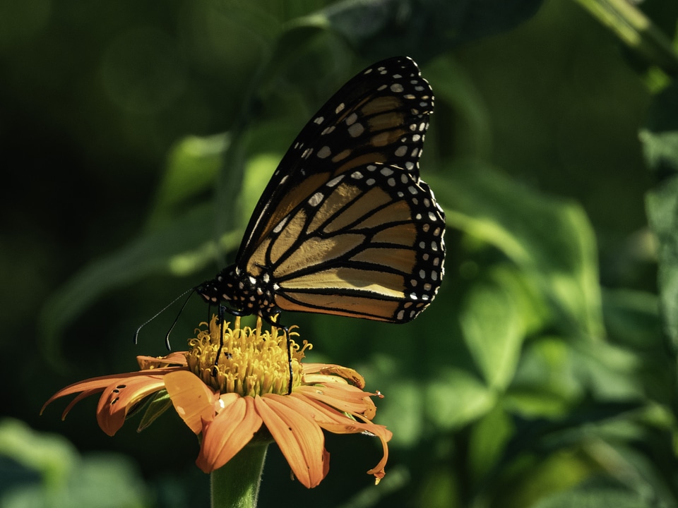 Monarch on orange flower