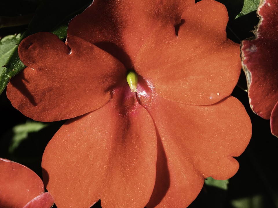 Large red flower with red petals