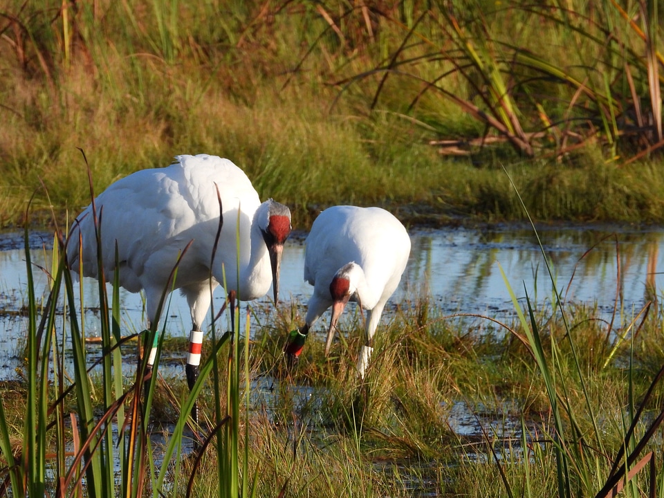 Two whooping cranes in Horicon Marsh
