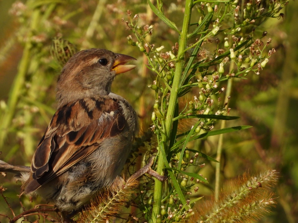 Finch on a large blade of grass