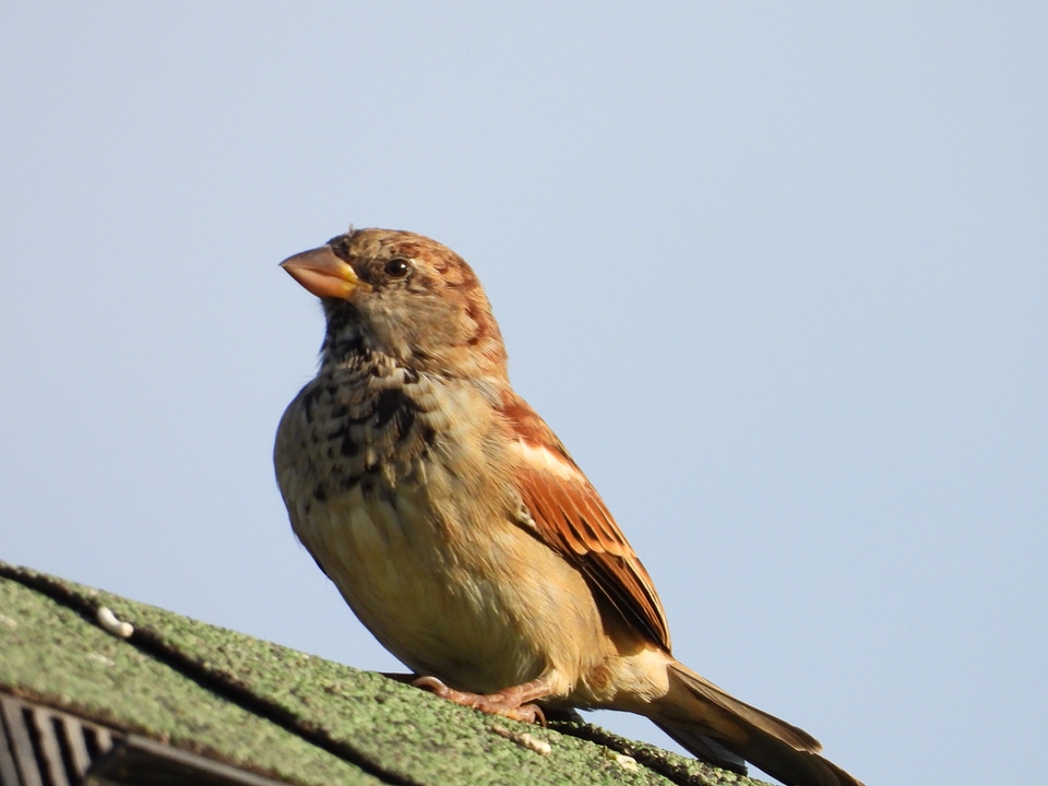 Finch sitting on the roof